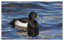 Tufted Duck