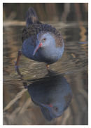Water Rail 3