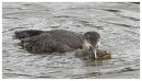 White Billed Diver.
