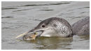 White Billed Diver 3