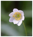 Wood Anemone