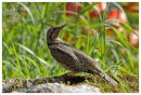 Wryneck 3