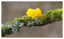 Yellow Brain Fungi