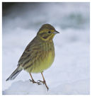 Yellowhammer in the snow