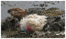 Buzzard on sheep carcass