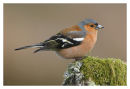Male Chaffinch