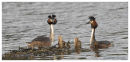 Great Crested Grebes at nest.