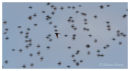 Peregrine among Starlings