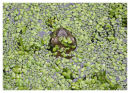 Common Frog in duckweed