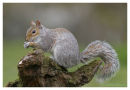 Grey Squirrel