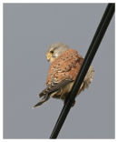 Kestrel