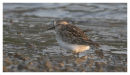 Least Sandpiper