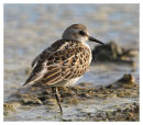 Little Stint