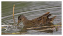 Spotted Crake