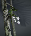 Orchids at Twilight