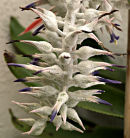 Bromiliad