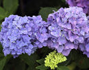 Hydrangeas