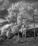 Aspen Sky