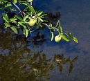 The Water Hole