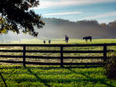 Horse Country, Virginia