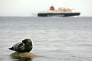 A seal sits on a rock in Brodick bay as Caledonian MacBrayne ship enters Brodick