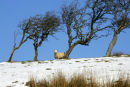 Solitary sheep at North Ayrshire