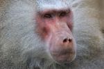 Hamadryas Baboon