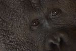 Orang Utan