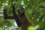 Spider Monkey