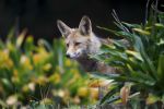 Red Fox