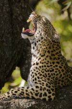 Yawn !