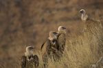 Griffon Vulture