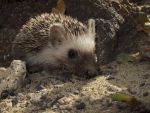 European Hedgehog