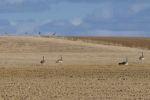 Great Bustards