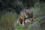 Big Bad Wolf