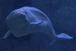 Beluga Whale