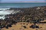 Seal Colony