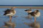 Greylag Goose