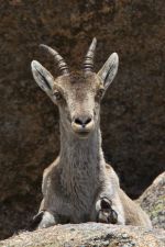 Spanish Ibex Closeup