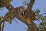 Leopard Larder