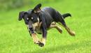 Fetch!