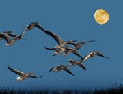 WITH THE MOON ON THEIR WINGS