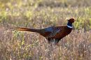 Cock Pheasant in Stubble Field.