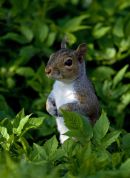 Grey Squirrel
