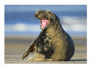 Grey Seal. Global Warmin, yeh, bring it on...
