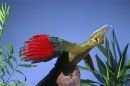 Livingstone's Turaco