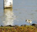 Avocet chick, dropping water levels.