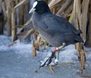 COLOUR RINGING- COOT