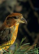 CROSSBILL