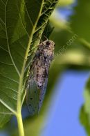 CICADA